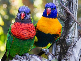 Tenerife Parrots