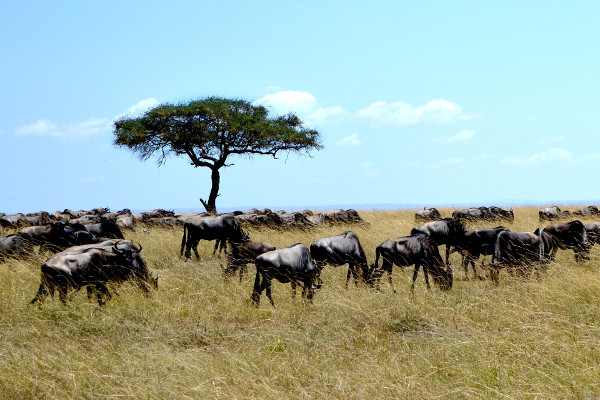 Tiere Afrikas essen und wandern in Gemeinschaft Herde von Gnus
