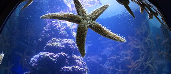 Sehenswuerdigkeiten Kapstadt Aquarium Aquarium in Kapstadt