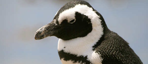 Sehenswuerdigkeiten Kapstadt Pinguine Boulders Beach in Kapstadt