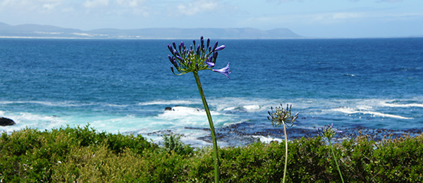 Sehenswuerdigkeiten Kapstadt Hermanus Hermanus in Kapstadt