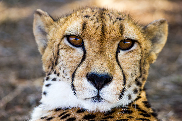 Intensiver Leopardenblick Augen