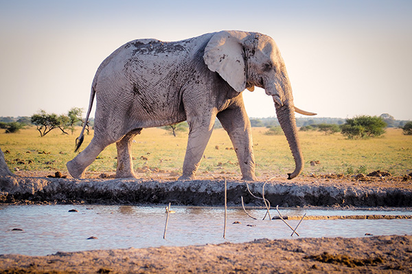 Einmal einen Elefanten in freier Wildbahn sehen Elefant am Wasser