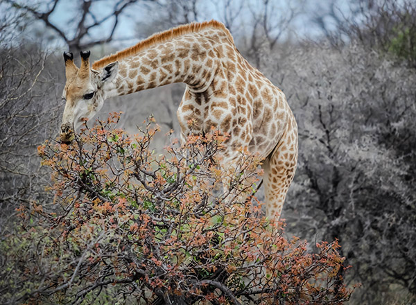 Griraffe ist nicht gleich Giraffe Safari in Afrika