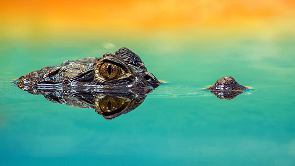 Ähnlichkeiten auf den zweiten Blick Krokodil im Wasser