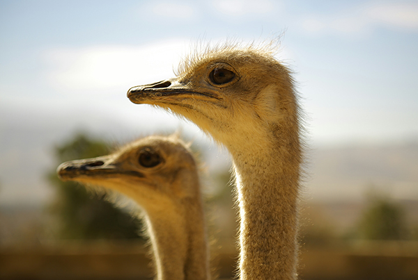 Neugierig auf Safari? Vogelstrauss