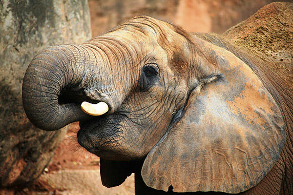 Safari Glück wilder Elefant